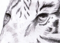 Tigre - Mine de plomb Fusain - 2006