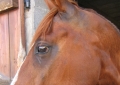 Portrait de Cheval 27 juillet 2006