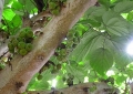 Ferme aux crocodiles - Est ce des figues? - Août 2009