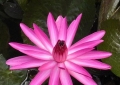 Ferme aux crocodiles - Nénuphar en fleur - Août 2009