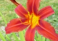 Rouge nature - 2009