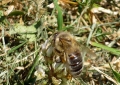 Petite Abeille - 2009