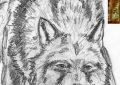 Loup Jacob de New moon - Crayons graphites - 2009
