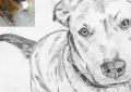 Chien - Crayons graphites - 2009